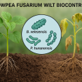 Evaluation of Biocontrol Efficacy of Bacillus velezensis HAB-2 Combined with Pseudomonas hunanensis and Enterobacter soli Against Cowpea Fusarium Wilt.
