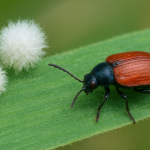Entomopathogenic fungi associated with cereal leaf beetles and their comparative pathogenicity in the laboratory: possible sustainable control approaches
