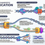 Eukaryotic DNA Replication