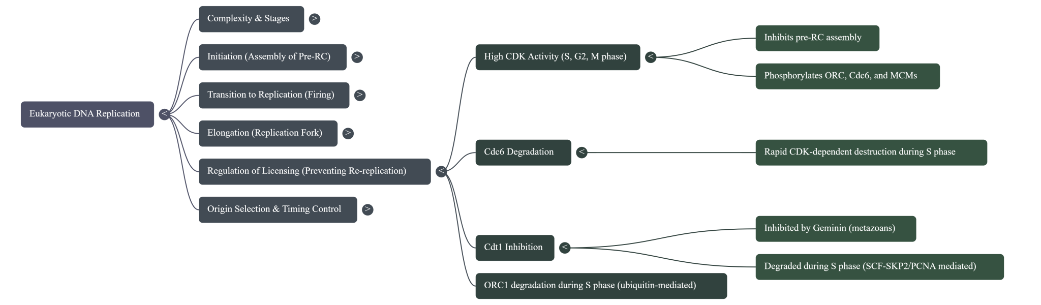 Setting the Stage: A Step-by-Step Guide to Eukaryotic DNA Replication ...