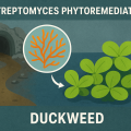 Microbial Consortium of Streptomyces spp. from Mining Environments Enhances Phytoremediation Potential of Lemna minor L. 