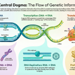 Central Dogma of Molecular Biology