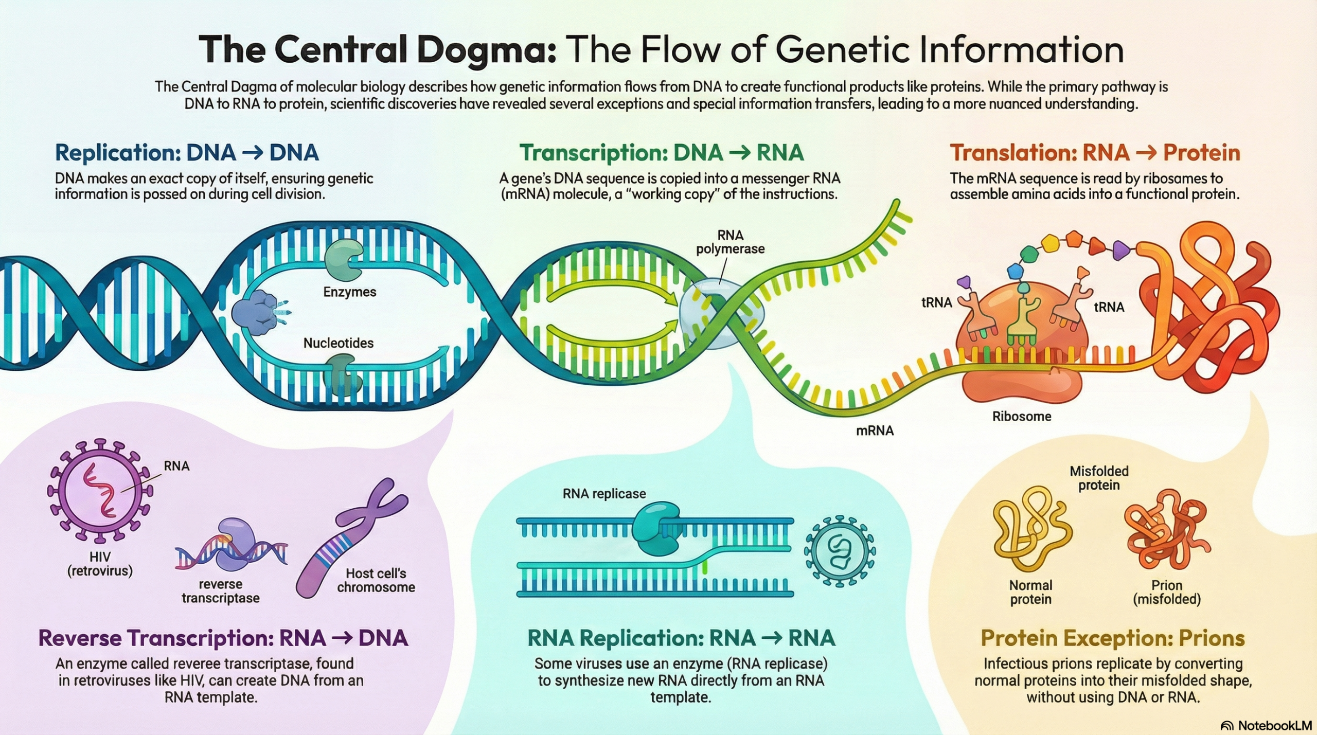 Dna Database Building From Blueprint to Building Blocks: How Your DNA Creates Proteins ...