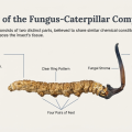 The Caterpillar Fungus: Nature's Bizarre Parasite Worth More Than Gold