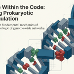 Prokaryotic Transcription