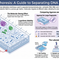 Gel Electrophoresis